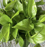 雙盟綠蘿盆栽除甲醛花卉綠植辦公室180款加侖自吸水盆8盆裝源頭直發(fā) 曬單實(shí)拍圖