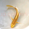 墨一金魚(yú)活魚(yú)黃金錦鯉魚(yú)招財風(fēng)水魚(yú)龍鳳錦鯉好養耐活冷水觀(guān)賞魚(yú) 黃金錦鯉8-10公分5+1條備損 曬單實(shí)拍圖