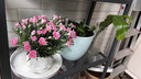 康乃馨盆栽花苗重瓣帶花苞四季開(kāi)花室內陽(yáng)臺花卉植物好養活多年生 紫色 帶花苞發(fā)12cm口徑盆 含盆 曬單實(shí)拍圖