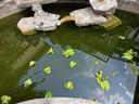 純種錦鯉精品冷水魚(yú)大型昭和招財錦鯉魚(yú)池養殖庭院觀(guān)賞魚(yú)錦鯉 （三星報喜）24-27cm隨機3條 精 曬單實(shí)拍圖