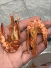 迪家貓九節蝦干特大蝦干即食干蝦對蝦干超大烤蝦海產(chǎn)干貨風(fēng)干烤蝦大干蝦 500.01g（中蝦66-76只-發(fā)順豐） 曬單實(shí)拍圖
