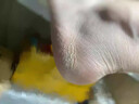 璣植薈馬油護手霜馬油防裂膏手足裂干裂馬油膏護足霜補水保濕滋潤皸裂膏 5瓶裝【買(mǎi)3贈2】 曬單實(shí)拍圖