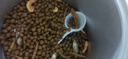 貝意品蝦干面包蟲小魚干巴西龜草龜鱷龜幼龜半水龜四合一烏龜糧 曬單實(shí)拍圖