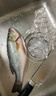 鮮活沖浪河鱸魚(yú)400-500g/條 曬單實(shí)拍圖