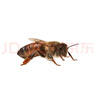 中蜂蜂王種王活體優(yōu)質(zhì)紅背王產(chǎn)卵王阿壩王土蜂王新開產(chǎn)王高產(chǎn)王 原種阿壩王新開產(chǎn)王 曬單實(shí)拍圖