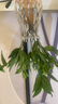 驅(qū)蚊竹柏水培植物大棵室內(nèi)水養(yǎng)綠植花卉盆栽辦公室桌面驅(qū)蚊草好養(yǎng) 精選竹柏10棵+透明鉆石瓶+肥+石 曬單實拍圖