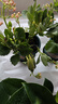 花翁金鉆盆栽室內(nèi)植物耐陰花卉綠植源頭直發(fā) 金鉆+ins高透明瓶 曬單實(shí)拍圖