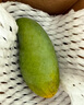 京鮮生 樹上熟 即食凱特芒果 5斤禮盒裝 4-6顆 生鮮水果 曬單實拍圖