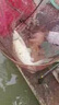 鮮丹蚯蚓紅蟲(chóng)顆粒餌料鄧剛推薦釣魚(yú)專(zhuān)用全能野釣通殺鯉魚(yú)鯽魚(yú)腥香 買(mǎi)二贈一【紅腥香】 曬單實(shí)拍圖