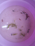 觀(guān)賞蝦水晶蝦米蝦淡水除藻清潔工具蝦彩色小蝦極火蝦櫻花蝦耐活體 藍寶石蝦10只含備損1-1.6cm 除藻清潔工具蝦彩色小蝦 曬單實(shí)拍圖