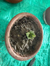 多肉植物精選圖片品種發(fā)貨照圖辦公室室內陽臺桌面圖片品種指定品 吸財樹+紅寶石+藍蘋果+桃蛋+盆土 曬單實拍圖