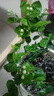 茉莉花水培植物盆栽辦公室內桌面好養(yǎng)懶人鮮花綠植水養(yǎng)花卉 精品水培茉莉6-8株+液不含盆 曬單實拍圖