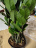 【金錢(qián)樹(shù)】盆栽客廳室內植物錢(qián)串子大型發(fā)財綠植喬遷開(kāi)業(yè)送盆花卉 6-9株 50-60cm（原土盆） 送肥料 曬單實(shí)拍圖
