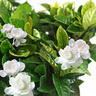 花翁梔子花盆栽植物花卉【多分支大苗】梔子花+菠蘿吸水盆 源頭直發(fā) 曬單實(shí)拍圖