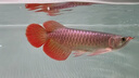金龍魚活魚印尼紅龍魚辣椒紅龍魚超血紅龍活體苗古典金龍練手龍魚 賽級——辣椒紅龍魚【包發(fā)色】 20-23cm【芯片證書齊全】 曬單實拍圖