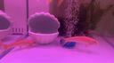 清苔鼠金苔鼠清潔魚(yú)熱帶觀(guān)賞魚(yú)清道夫鼠魚(yú)魚(yú)缸清理糞便除藻魚(yú) 11-13厘米特大號金苔鼠2條 金苔鼠 曬單實(shí)拍圖