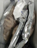 一蝦一世界鮮活冷凍小八爪魚(yú) 三去迷你章魚(yú)仔去齒去內臟 火鍋燒烤年夜飯食材 免處理中號 3斤(凈重)  4-6只/斤 曬單實(shí)拍圖