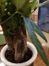 發(fā)財樹盆栽大植物室內(nèi)辦公室桌面客廳小盆景招財樹苗綠植花卉盆栽 三桿發(fā)財樹 5-8cm【繁星吸水盆】 【送肥料】 曬單實拍圖