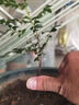 小葉紫檀盆景老樁綠植中式盆栽室內(nèi)辦公桌面茶幾花卉擺件好養(yǎng)易活 叢林小葉紫檀2盆【25-30厘米】+原盆土+肥 曬單實拍圖