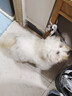 迪麗莎寵物羊奶粉犬貓通用補充維生素益生菌0乳糖高鈣貓用犬用羊奶粉 一罐【300g】貓犬通用 曬單實(shí)拍圖