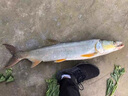 SHIMANO500米魚(yú)線(xiàn)線(xiàn)日本進(jìn)口高端東麗原絲釣魚(yú)線(xiàn)線(xiàn)大物尼龍線(xiàn)線(xiàn)主線(xiàn)線(xiàn)子 【東の原絲】500M【透明子線(xiàn) 線(xiàn)】 0.4號 曬單實(shí)拍圖