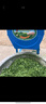 電動(dòng)豬草機(jī)切草機(jī)碎草機(jī)雞鴨鵝豬養(yǎng)殖小型家用青飼料鍘草機(jī)粉碎機(jī) 38cm雙刀切草機(jī)+加大電機(jī) 曬單實(shí)拍圖