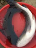 鄧剛主攻釣魚(yú)餌料野釣專(zhuān)用通殺鯽魚(yú)鯉魚(yú)鳊魚(yú)必爆護超誘魚(yú)食魚(yú)餌料 買(mǎi)2 送1【3秒咬鉤】3包裝 曬單實(shí)拍圖