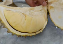 果躍霖金枕榴蓮泰國進口新鮮果帶殼巴掌金枕頭應季水果批發(fā)整箱 凈2.5-3斤|包3房【狠劃算】 曬單實拍圖