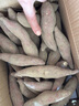 京鮮生臨安天目山小香薯 5斤  約30-50g單果 香甜軟糯皮薄無筋 源頭直發(fā) 曬單實(shí)拍圖