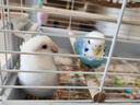 捕漁達人 虎皮鸚鵡飼料1200g豪華混合鳥糧新黃谷子帶殼小米加納利子鳥糧食 曬單實拍圖