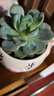 簡(jiǎn)詩(shī)多肉植物帶盆綠植花卉盆栽組合套餐辦公室多肉diy創(chuàng  )意微景觀(guān)盆景 比翼雙飛（帶盆里所有） 曬單實(shí)拍圖