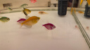 卡奇魚(yú)鼠魚(yú) 底棲魚(yú)清缸除藻 清潔魚(yú)工具魚(yú) 觀(guān)賞魚(yú) 熱帶魚(yú)金苔鼠黃金胡子 黃金胡子3條（2-3cm） 曬單實(shí)拍圖