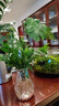 驅(qū)蚊竹柏水培植物大棵室內(nèi)水養(yǎng)綠植花卉盆栽辦公室桌面驅(qū)蚊草好養(yǎng) 精選竹柏10顆+透明鉆石瓶+肥料+彩石 曬單實(shí)拍圖