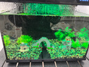 森森金麟超白玻璃魚缸一體缸自循小型懶人家用水族箱LE-380 曬單實拍圖