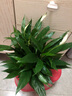【熱銷款】白掌一帆風(fēng)順盆栽水培植物室內(nèi)花綠植紅掌發(fā)財樹吸甲醛 特級白掌10-12株帶花【基地原盆原土】 曬單實(shí)拍圖