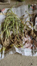 重瓣太陽花苗宿根混色植物綠植花卉盆栽四季開花帶根帶花苞發(fā)貨 重瓣混色8-12色 20枝 帶根帶土 曬單實(shí)拍圖