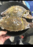 舟山梭子蟹鮮活特大野生大螃蟹新鮮冷凍海鮮水產(chǎn)海蟹飛蟹白蟹順豐 7-9兩/只【5斤凈重 特大肥壯】 曬單實(shí)拍圖
