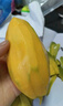 壹萌果蔬凱特芒芒果 當(dāng)季現(xiàn)摘四川大芒果新鮮水果青芒果整箱送禮 5斤超精品果【單果300g+】 凈4.5斤 曬單實拍圖
