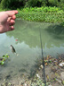神鯊湖庫王6.3米魚竿超輕超硬碳素釣魚竿手竿臺釣竿鯉魚桿鯽魚竿漁具 曬單實拍圖