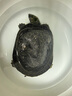 備能 烏龜藥土霉素白眼病藥腐皮爛甲眼藥水龜殼發(fā)白眼清專(zhuān)用護龜寶 曬單實(shí)拍圖