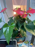 紅掌盆栽綠植室內天堂鳥(niǎo)植物白掌花卉好養除甲醛四季開(kāi)花凈化空氣 特A紅掌40-50cm招財進(jìn)寶孔雀藍瓷盆 曬單實(shí)拍圖
