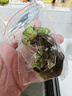 魚(yú)缸造景凈化水質(zhì)肚兜萍水浮萍槐葉萍懶人水草一葉蓮浮萍養魚(yú)龜水 肚兜萍1棵（?。?曬單實(shí)拍圖