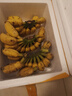 廣西小米蕉小香蕉自然熟迷你香蕉蘋(píng)果蕉小芭蕉新鮮水果特產(chǎn)雞蕉 小米蕉 5斤 泡沫箱打包 曬單實(shí)拍圖