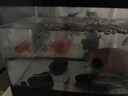 BARBAROUS GROWTH2025新款家用亞克力一體透明觀(guān)賞金魚(yú)缸小型客廳桌面塑料溪流造景 中號【底排缸】 黑色-【高清一體式魚(yú)缸】 曬單實(shí)拍圖