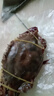 舟山梭子蟹鮮活特大野生大螃蟹新鮮冷凍海鮮水產(chǎn)海蟹飛蟹白蟹順豐 5-7兩/只【4斤 個(gè)大肉多】 曬單實(shí)拍圖