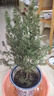 松紅梅盆栽四季開(kāi)花盆栽帶花苞一樹(shù)三色耐寒客廳陽(yáng)臺庭院花卉綠植 松紅梅六年苗開(kāi)花爆滿(mǎn) 曬單實(shí)拍圖