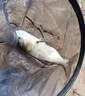 禧瑪諾（SHIMANO）禧瑪諾進(jìn)口碳素臺(tái)釣竿戶(hù)外黑坑鰱鳙綜合魚(yú)竿超輕硬手竿十大品牌 6.3m 刀雅P-大物竿 曬單實(shí)拍圖