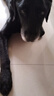 獸醫張旭 全價(jià)犬低脂處方濕糧 胰腺炎體重管理犬糧狗罐頭主食補水高纖維 整箱（375g*24罐） 曬單實(shí)拍圖