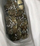 【活蟹】蟹叁鉗莊大閘蟹去繩足重1.8-2.1兩 10只鮮活六月黃鮮活螃蟹水產(chǎn)禮盒源頭直發(fā) 曬單實(shí)拍圖