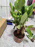發(fā)財樹盆栽大植物室內辦公室桌面客廳小盆景招財樹苗綠植花卉盆栽 三桿發(fā)財樹 5-8cm【原盆】 【送肥料】 曬單實拍圖